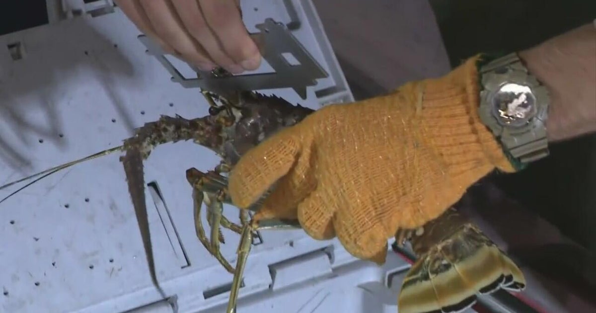 Florida's lobster mini-season is underway – CBS News