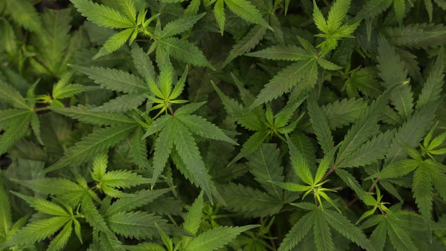 Mary Jane Cannabis And Hemp Trade Fair 
