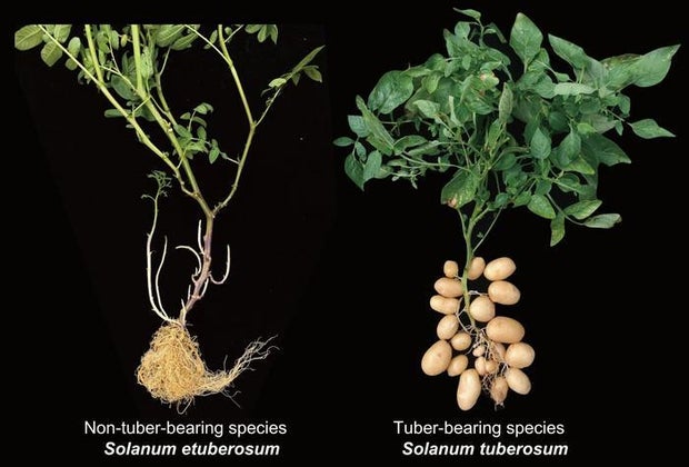 Potatoes from tomatoes? Widespread starchy vegetable derived from historical interbreeding, researchers say
