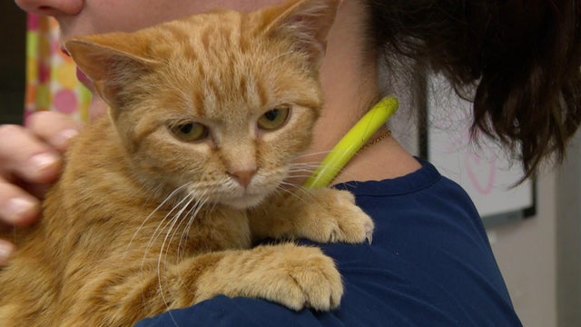 5p-pkg-smoke-people-and-pets-wcco8e5d-00-01-0012.jpg 