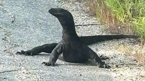 lizard2-copy.jpg 