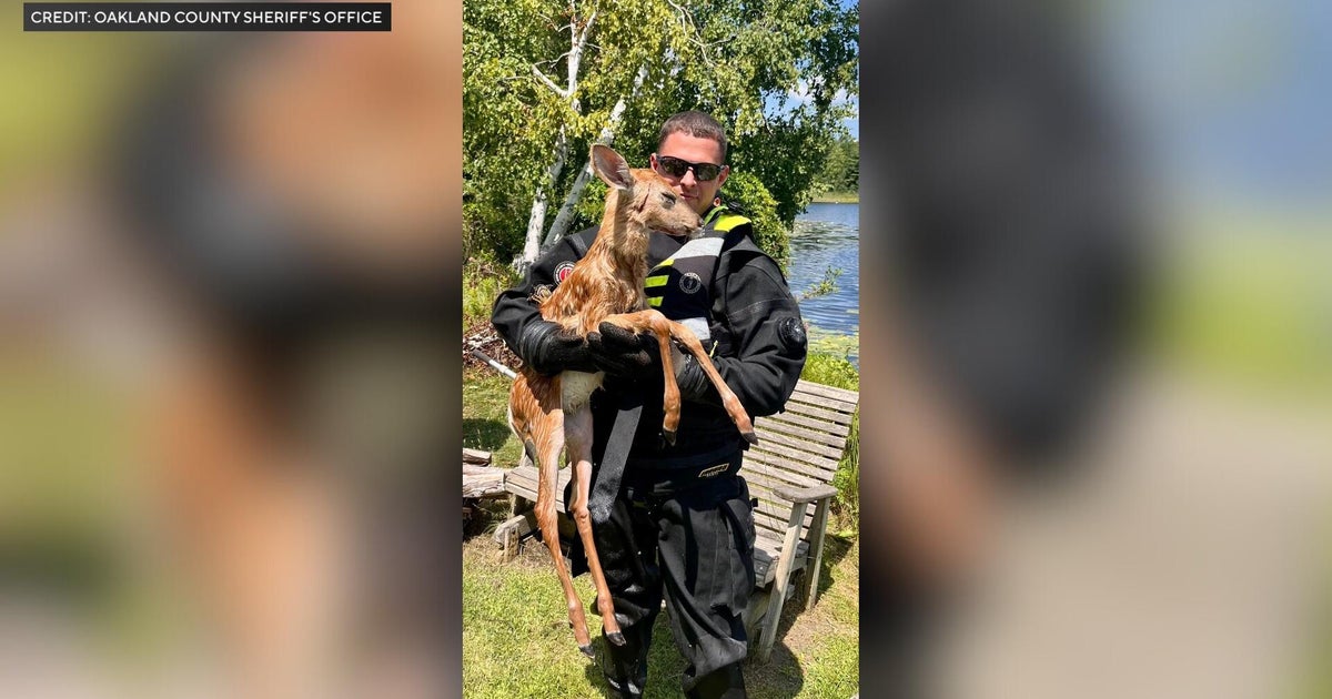 Oakland County rescue team frees fawn trapped in metal grate 
