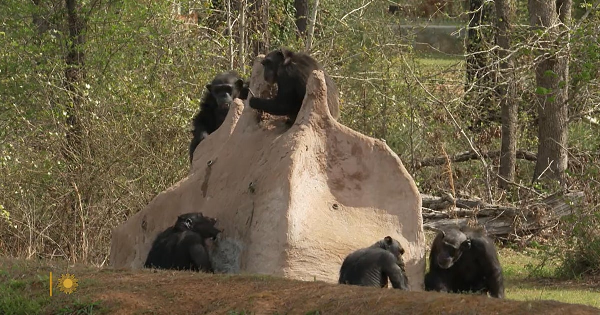 Nature: Chimpanzees in Louisiana