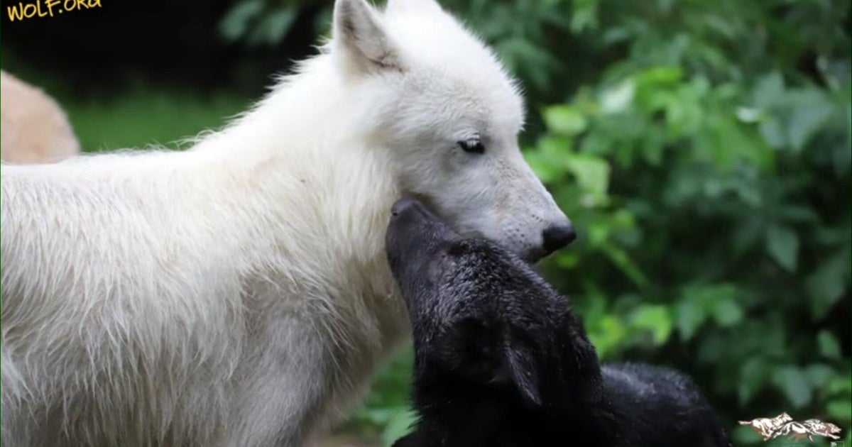 Minnesota's International Wolf Center introduces wolf pups to exhibit pack 