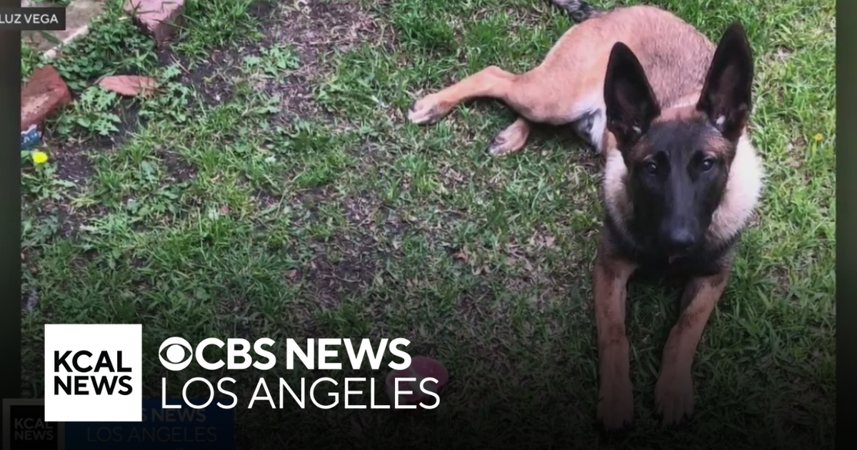 Santa Ana family outraged after police shoot dog upon responding to ...