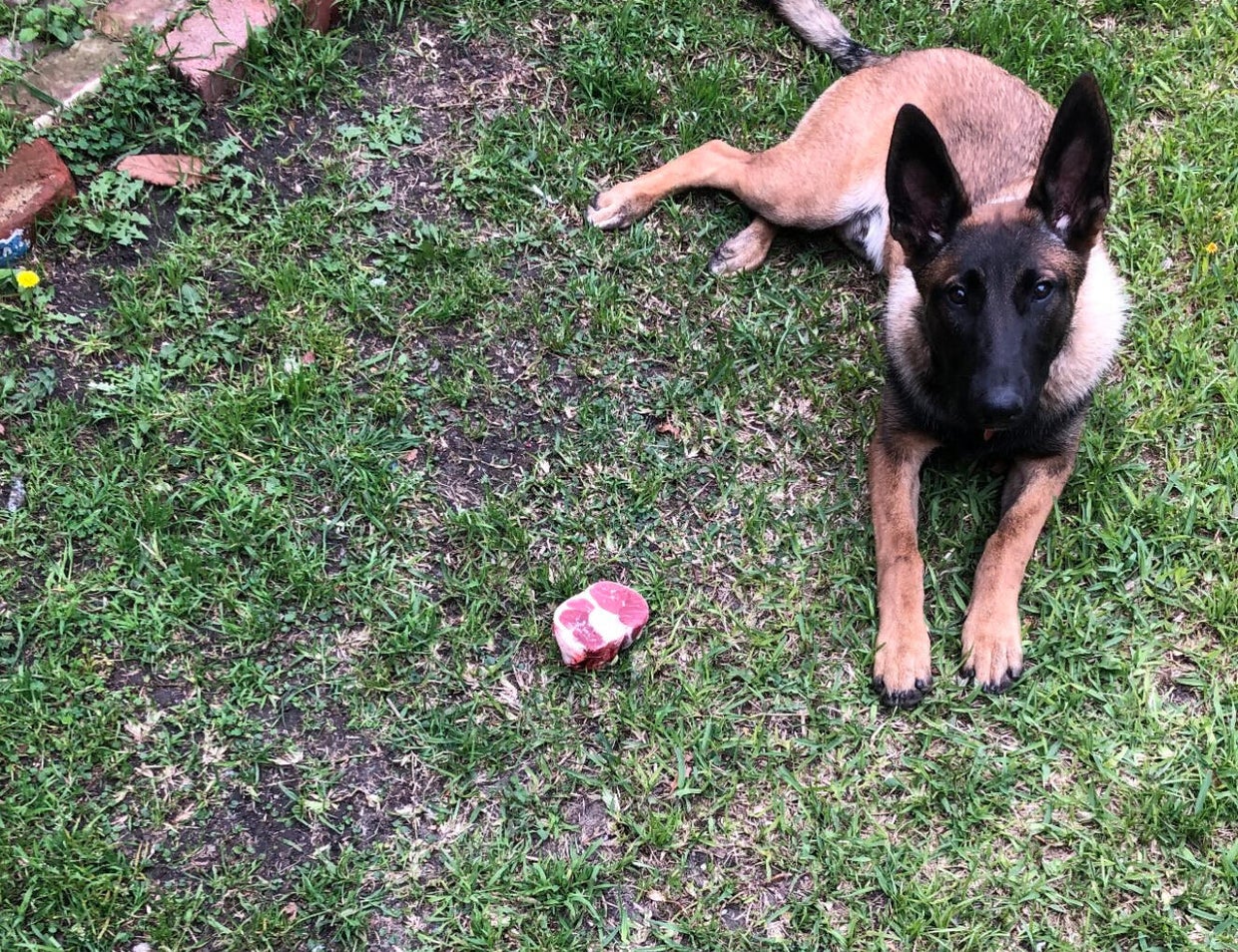 Santa Ana family outraged after police shoot dog upon responding to ...