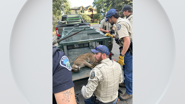 boulder-mountain-lion.png 