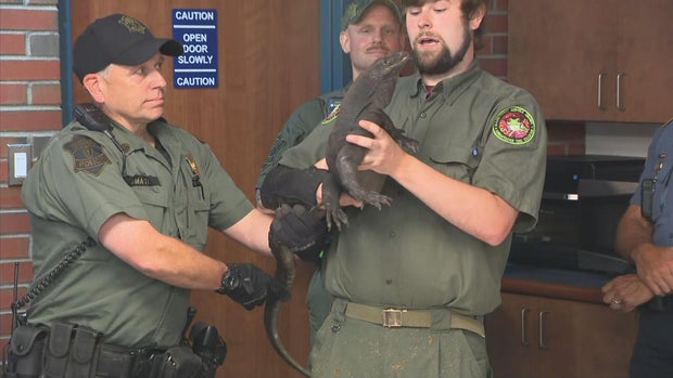 monitor-lizard-webster-frame-3417.jpg 