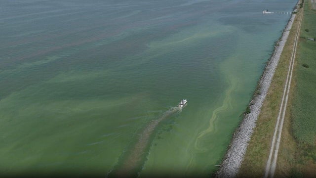 noaa-green-algael-bloom.jpg 