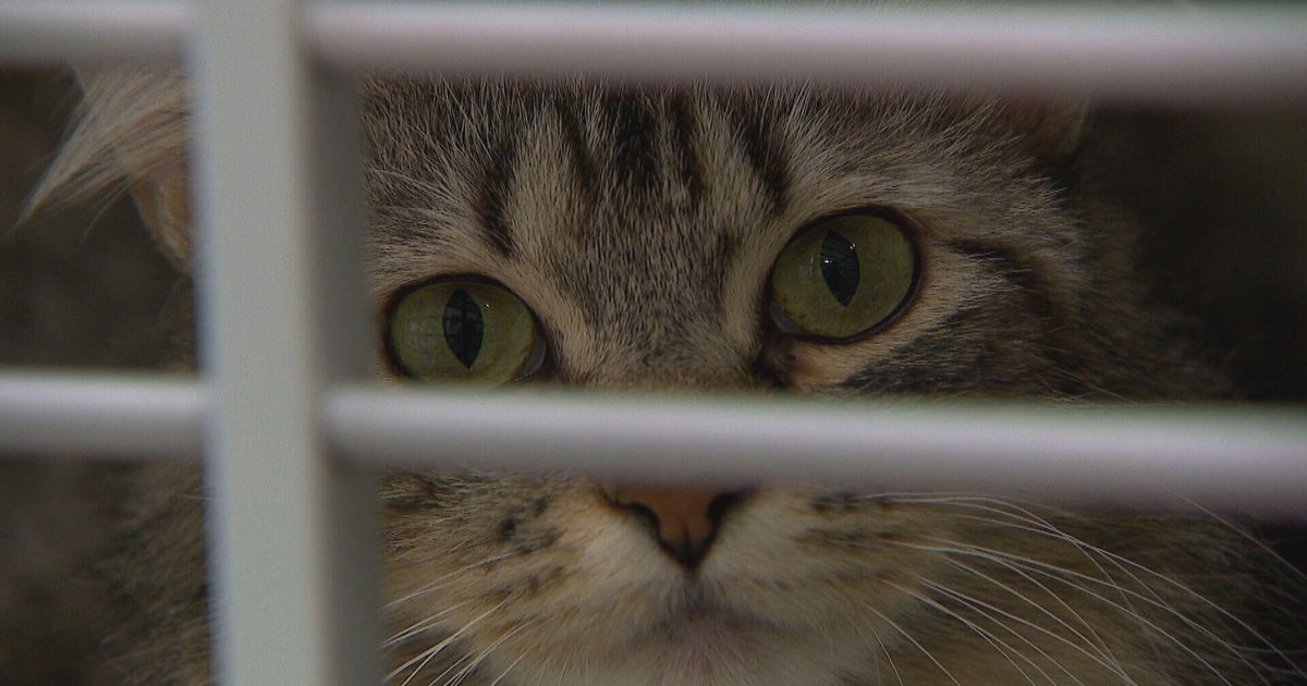 Riverdale Animal Shelter sees increase in donations following animal rescue 