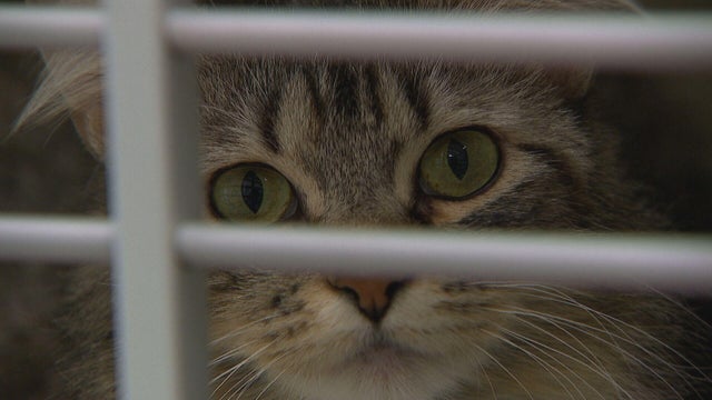 northglenn-animal-neglect-10pkg-transfer-frame-1800.jpg 