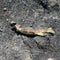 Bird blamed for dropping fish on power line, sparking "heavy fire"