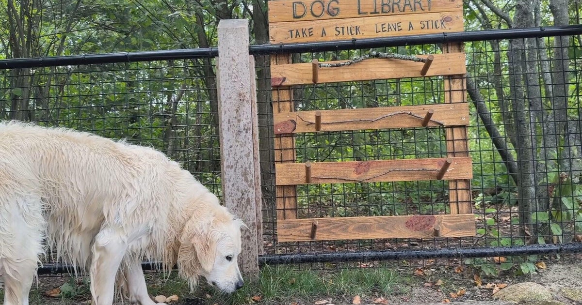 "Stick library" a hit with dogs at Fresh Pond in Cambridge 