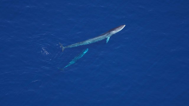 fin-whale-calf.jpg 