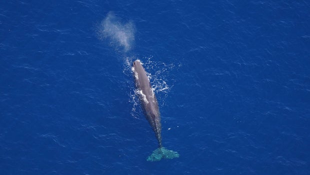 sperm-whale-maass.jpg 