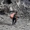 U.N. warns of potential Israeli military expansion in Gaza