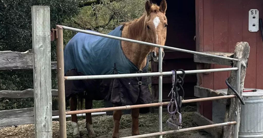 Bay Area horse ranch manager charged with animal cruelty in horse's death 