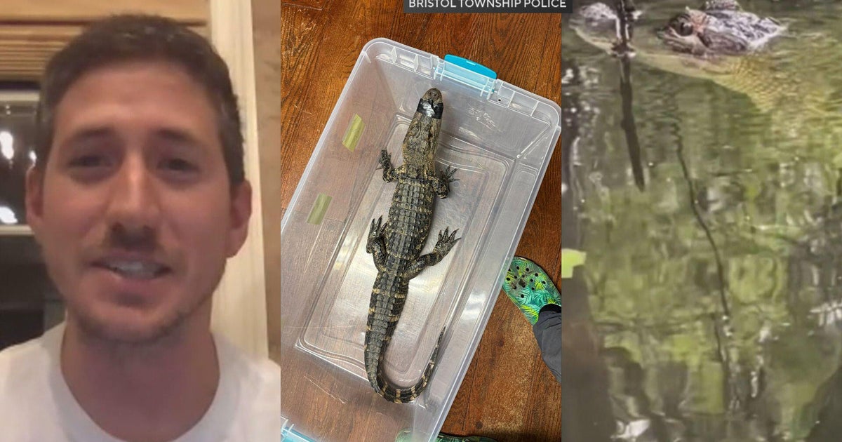 Florida alligator sanctuary owner snags loose gator while visiting Bucks County 