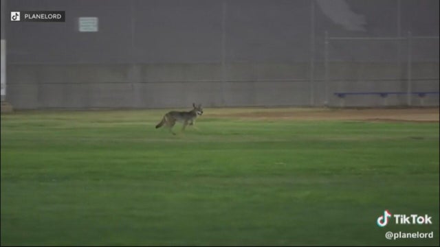coyote-attack.jpg 