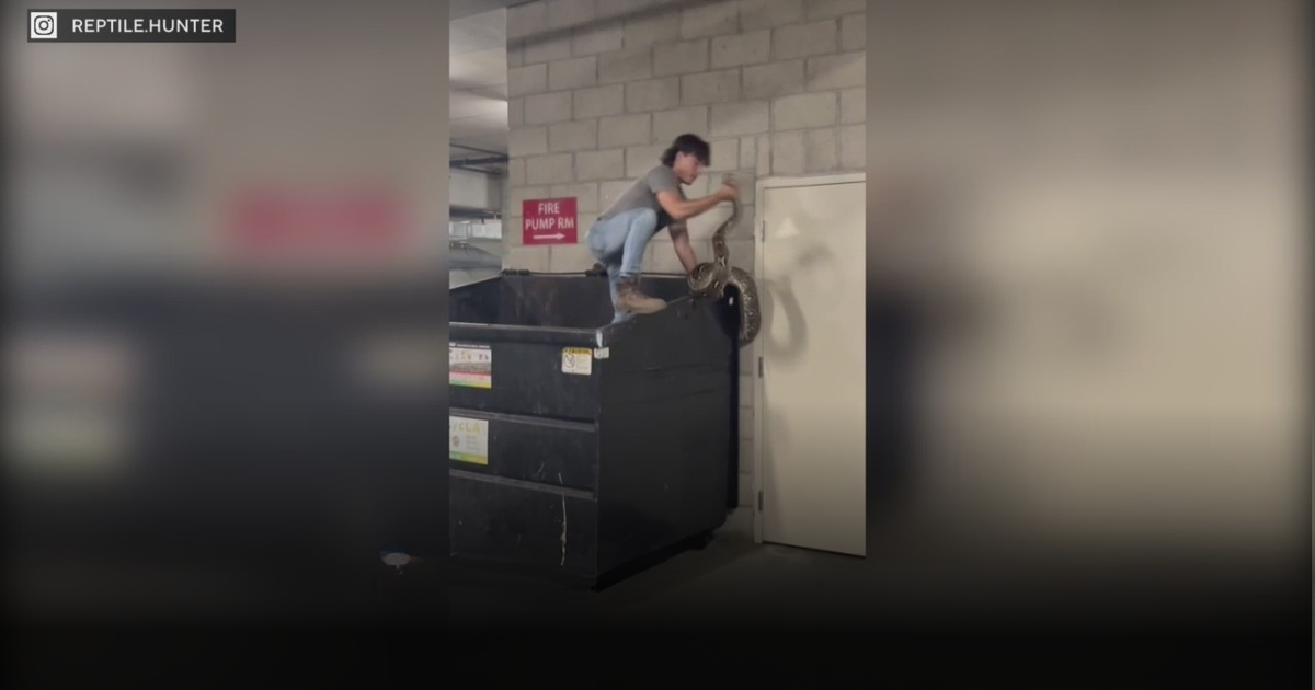 20-foot python found on top of dumpster in downtown Los Angeles 