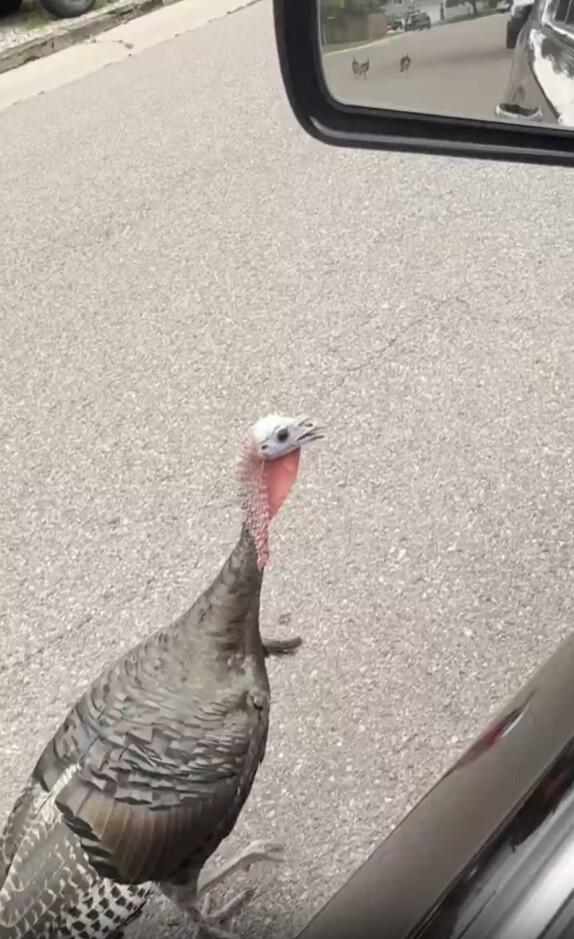 douglas-county-turkey.jpg 