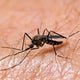 Michigan's first 2025 case of EEE found in domestic horse 