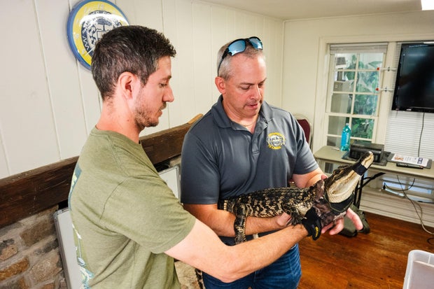 bucks-county-gator.jpg 