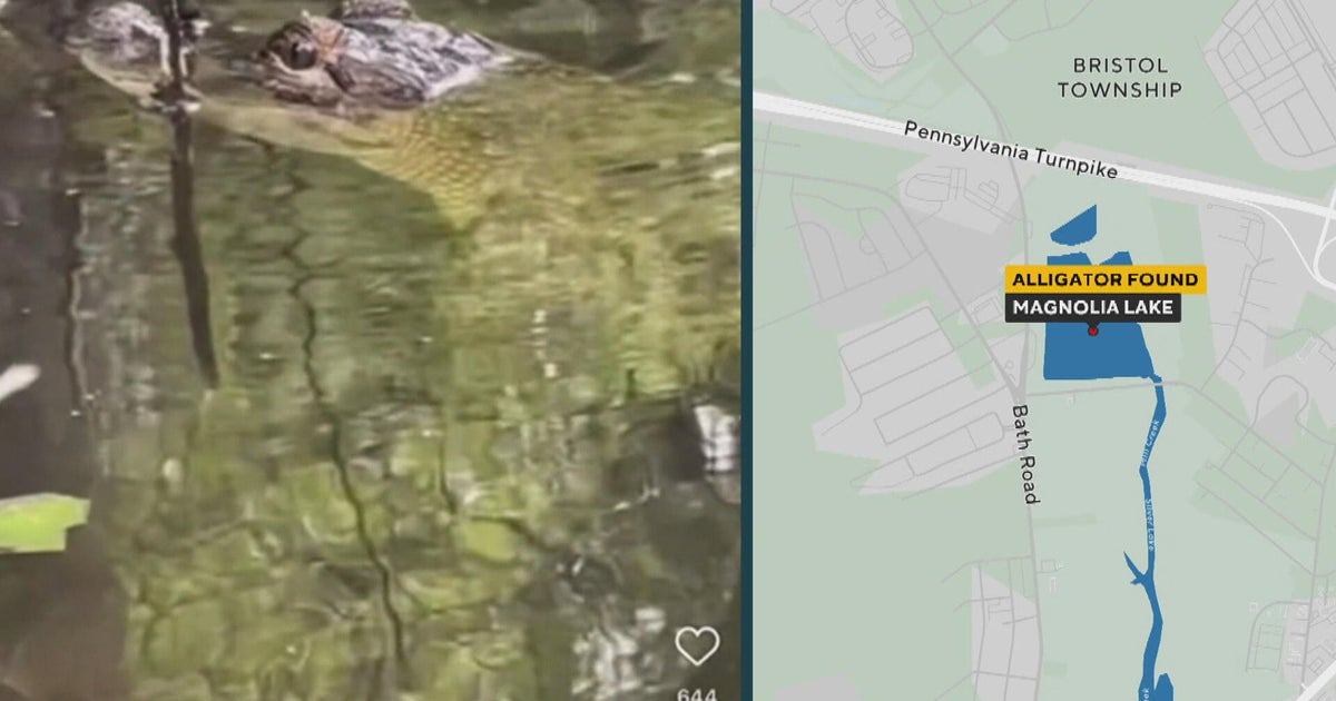 Alligator spotted swimming in the area of Magnolia Lake in Bucks County 
