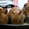 This Florida café lets you sip coffee with capybaras