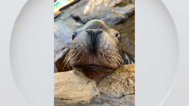 Memphis Zoo Male Lion, Denver Zoo Sea Lion Die in Separate Incidents