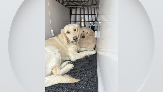 abandoned-dogs-parker.png 