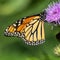 What's behind rapidly declining butterfly populations in Midwest