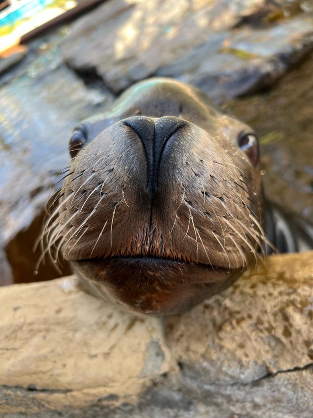 denver-zoo-sea-lion-nick.jpg 