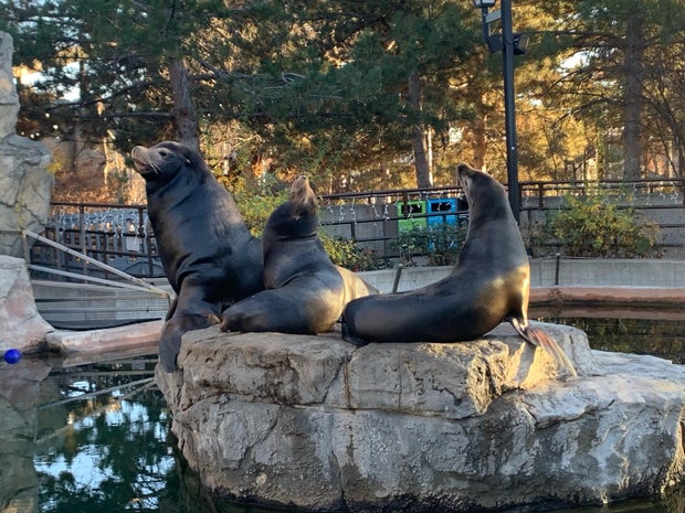 denver-zoo-sea-lion-nick-and-others.jpg 
