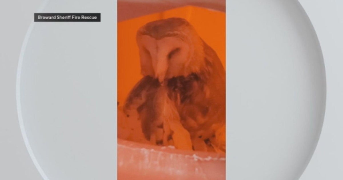 Rare burrowing owl rescued after found with damaged wing on Broward roadside, officials say