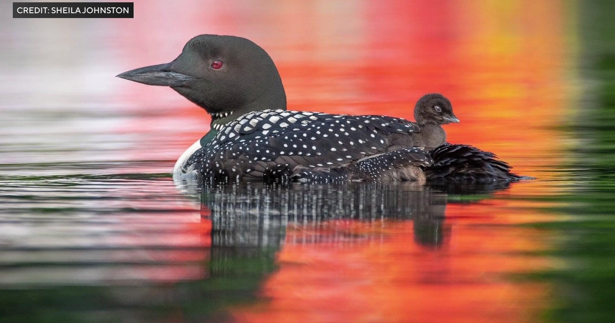 The "Loon Lady" on a mission to save Minnesota's state bird 