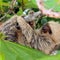 Nature: Sloths in Costa Rica