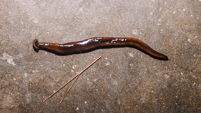 Hammerhead Worm - Bipalium - Animal India