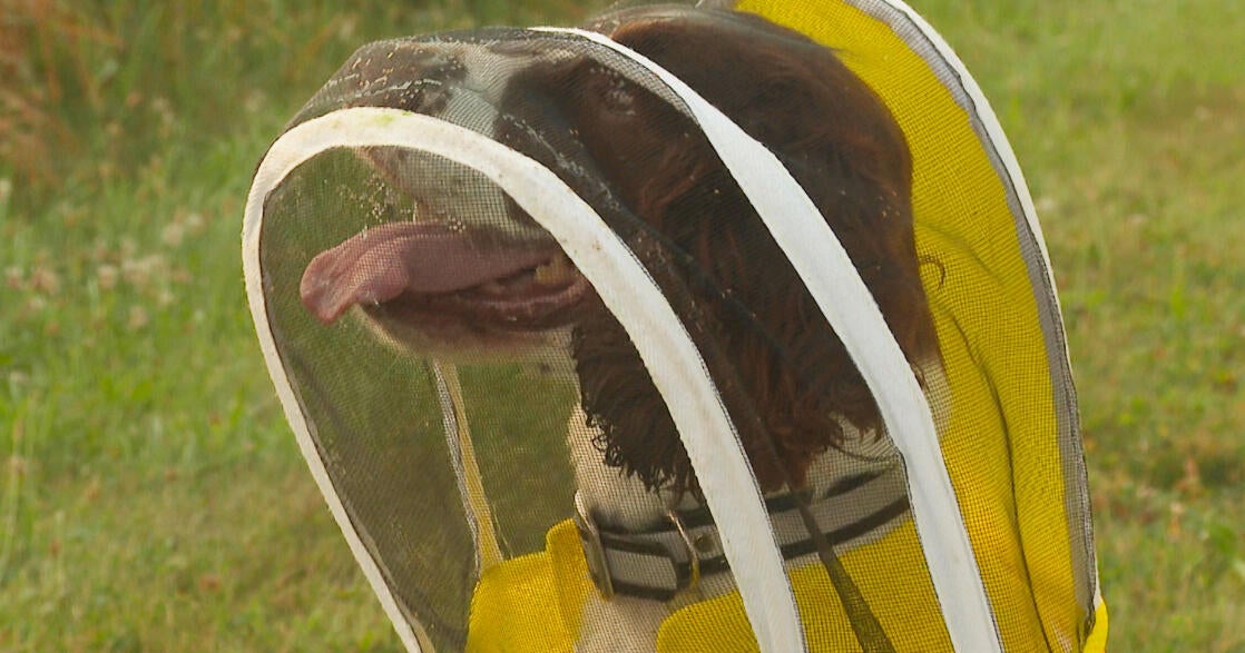 Former K-9 busy as a bee sniffing out threats to Michigan State colonies 