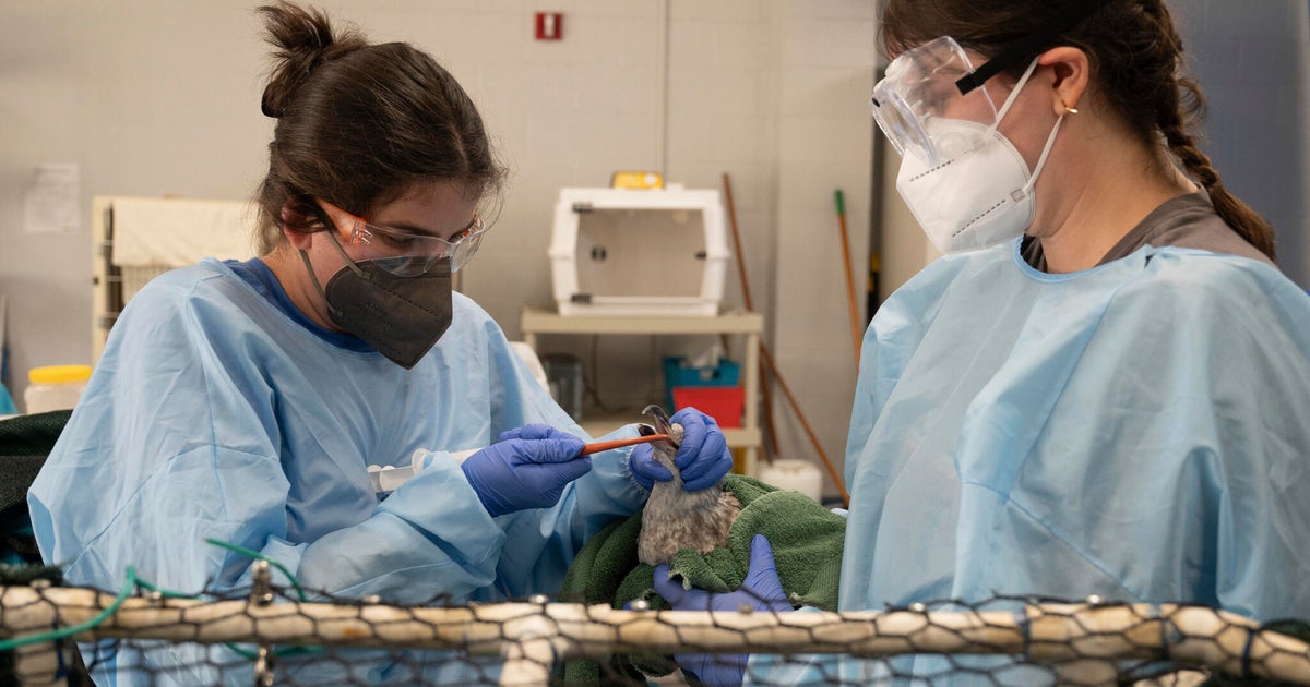 What’s Causing the Surge of Sick and Dying Seagulls in Southern California?