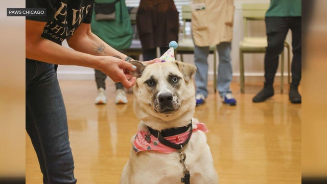 081225-tracy-paws-img.jpg 