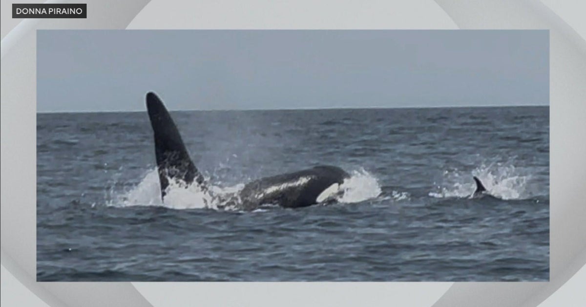 Video shows rare killer whale sighting off Massachusetts 