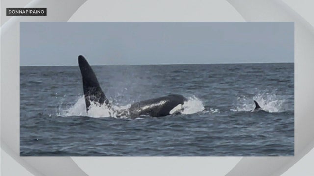 orca-donna.jpg 