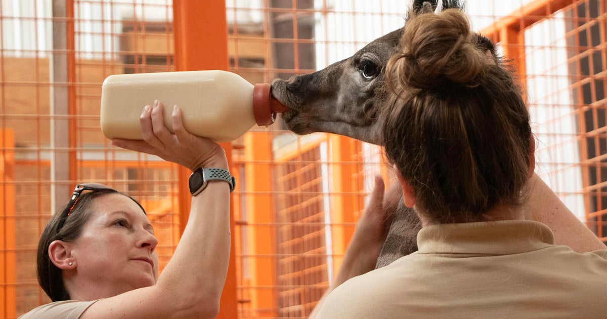Vets at Tufts treating endangered baby giraffe born at Franklin Park Zoo 