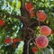 California peach growers threatened by climate change