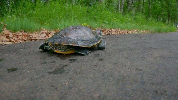 6p-pkg-turtle-tunnel-wcco8hsk-00-01-1327.jpg 