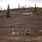 Reindeer populations could drop by up to 80% by 2100, researchers say
