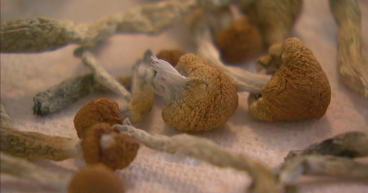 First psilocybin-assisted therapy training program in state accepting applicants 