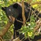 Florida's approval of first bear hunt in a decade sparks opposition