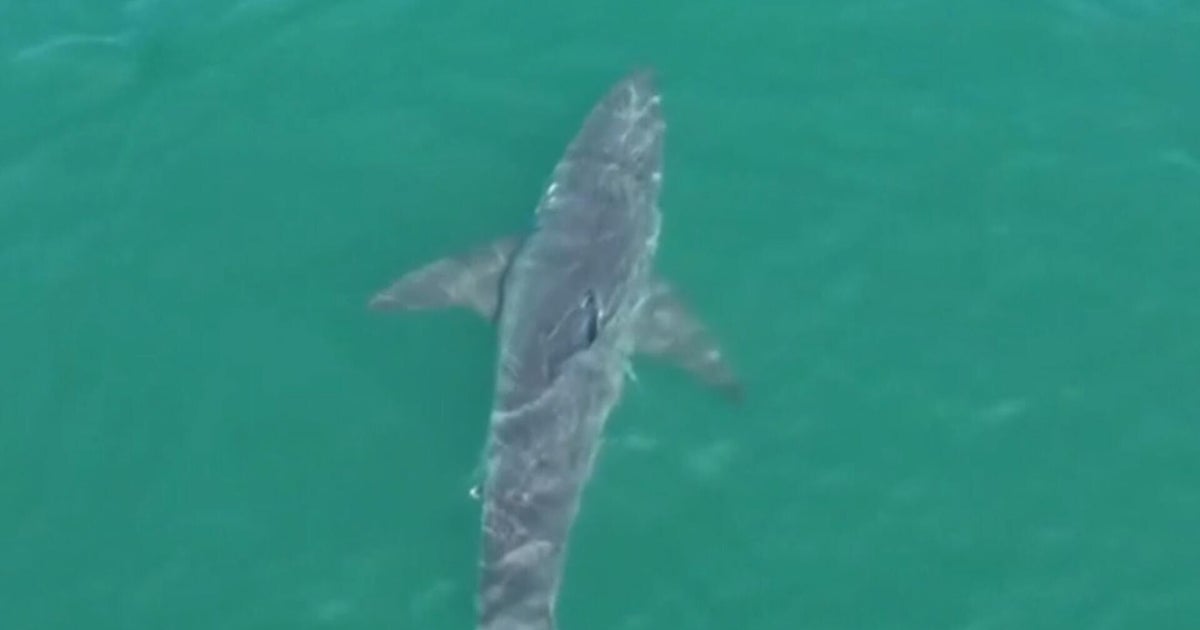 Great white shark spotted near Maine beaches